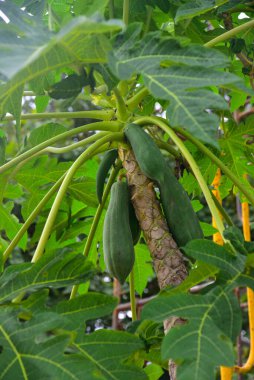 Yeşil papaya ağaç üzerinde grup ve arka plan bulanıklık.