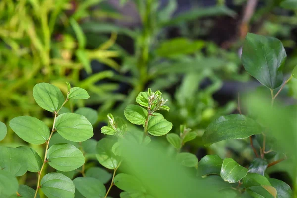 Close Green Leaf Ziziphus Mauritiana Bidara Leaf Spiritual Health Therapy — Zdjęcie stockowe