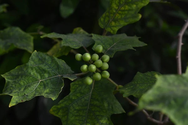 トルコ ベリー植物ツリー ワイルド ツリー自然背景になすかエンドウ豆ナス トルコ ベリー フルーツ — ストック写真