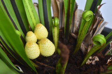 The Yellow Houseplant Mushroom, Leucocoprinus Birnbaumii. Image have grain, noise, blur and soft focus.