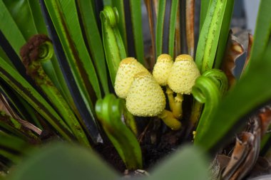 The Yellow Houseplant Mushroom, Leucocoprinus Birnbaumii. Image have grain, noise, blur and soft focus.