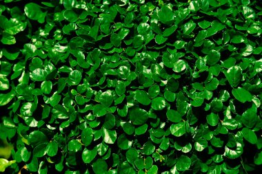 yeşil yapraklı arka plan doğal duvar kağıdı