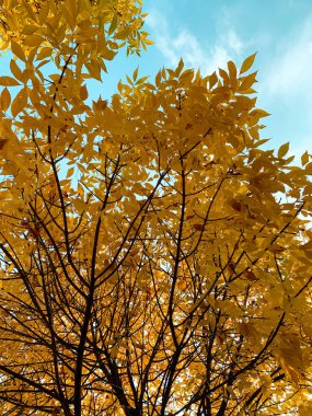 Güzel sarı yaprakları olan sonbahar ağaçlarının altında. Mavi gökyüzünde altın yaprakları olan güzel sonbahar ormanı.
