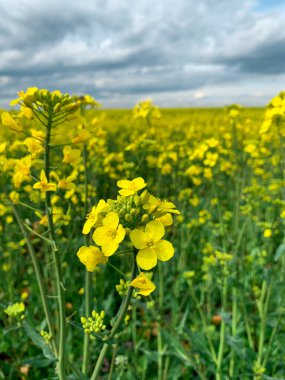 Açık sarı kanola çiçeğini bulanık arka planda kapat. Tarlada tecavüz tohumu çiçekleri, İsveçli, Colza, Coleseed ve Rutabaga olarak da bilinir..