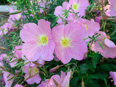 Pembe çiçekli çayır. Pinkleyler çiçek açıyor, Oenothera speciosa olarak da bilinir..