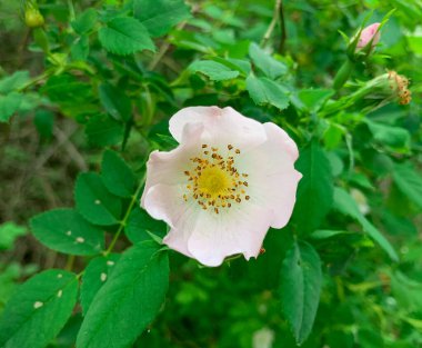 Pembe çiçekli yaban gülü. Çiçekli beyaz gül kalçası.