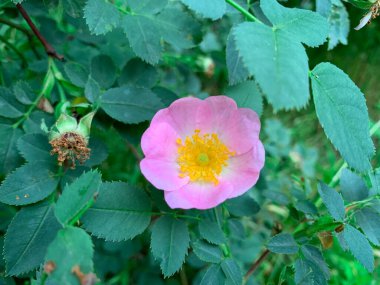 Bahar ormanında pembe bir gül.