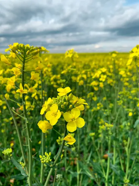 Açık sarı kanola çiçeğini bulanık arka planda kapat. Tarlada tecavüz tohumu çiçekleri, İsveçli, Colza, Coleseed ve Rutabaga olarak da bilinir..