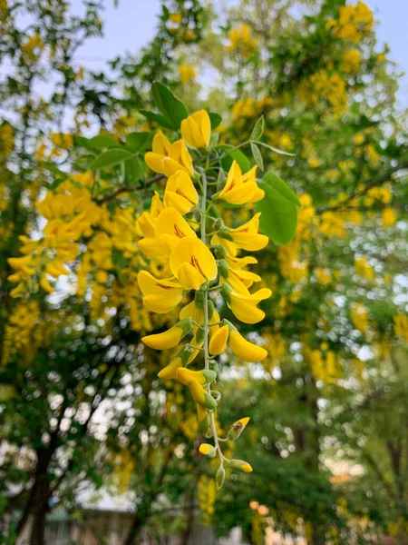 Gouden Kettingboom Dicht Gele Bloemen Van Gouden Regenboom Ook Bekend — Stockfoto