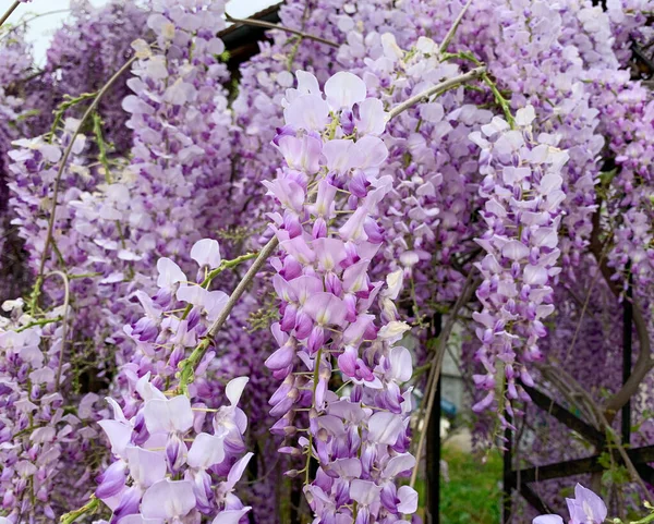 Close up purple flowers of blue Wisteria plant, also known as Chinese wisteria.