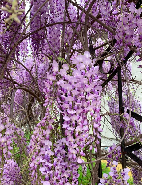Kwitnące Fioletowe Kwiaty Chińskiej Wisterii Fioletowe Drzewo Wisteria — Zdjęcie stockowe