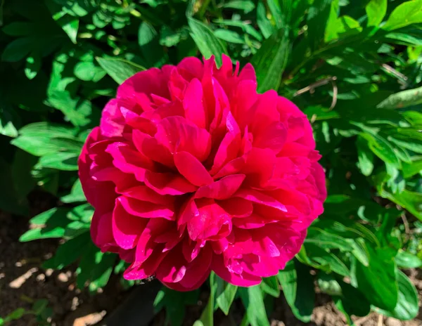 Çiçek açan şakayık kırmızısı çiçek, yaygın şakayık ve Avrupa şakayığı olarak da bilinir..