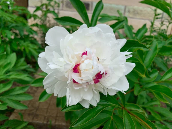 Üzerinde küçük karınca böceği olan beyaz şakayık çiçeği. Çiçekli bahçe şakayığının yakın görüntüsü.