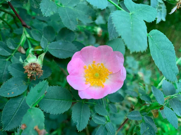Bahar ormanında pembe bir gül.
