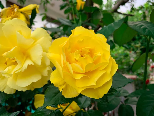 Blommande Buske Gula Rosor Vårträdgård — Stockfoto