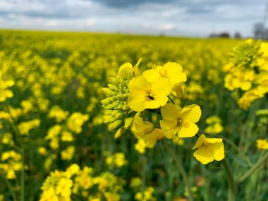 Tarlada tecrit edilmiş tecavüz tohumu çiçekleri. Bulanık arkaplanda sarı hardal çiçeği.