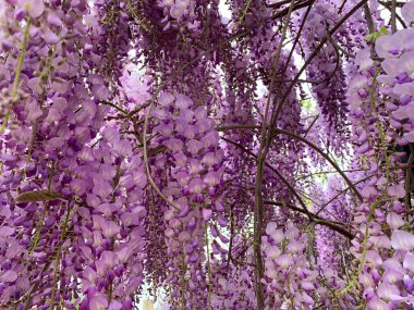 Mavi Wisteria bitkisinin menekşe çiçeklerini kapatın, aynı zamanda Çin salkımı olarak da bilinir..
