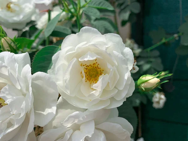 Vacker Vit Trädgårdsros Blommande Vit Bengalisk Ros Även Känd Som — Stockfoto