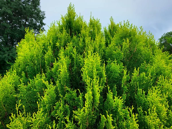 Mavi gökyüzü ile çam ağacını kapat. Kozalaklı bitki dokusu. Yeşil çiçek arkaplanı.