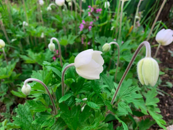Närbild Tidig Sommar Vita Blommor Snowdrop Anemon — Stockfoto