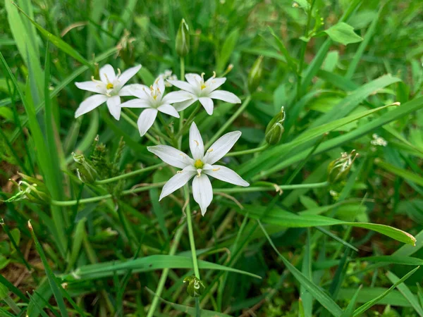 Grass Lily ve Sleepydick olarak bilinen küçük bahar çiçekleri. Beyaz çiçekleri kapat.