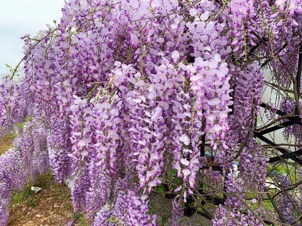 Blooming purple flowers of Chinese wisteria. Wisteria tree in summer.