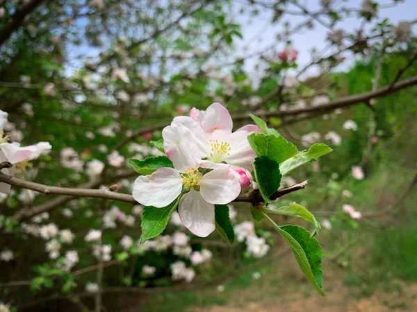 Flor Macieira Paraíso Flores Primavera Florescendo Árvore Maçã — Fotografia de Stock