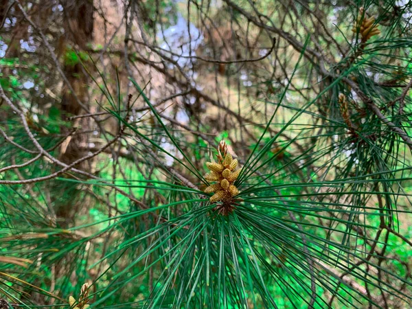 Pine Pupeny Klíčence Stromů Jarním Lese — Stock fotografie