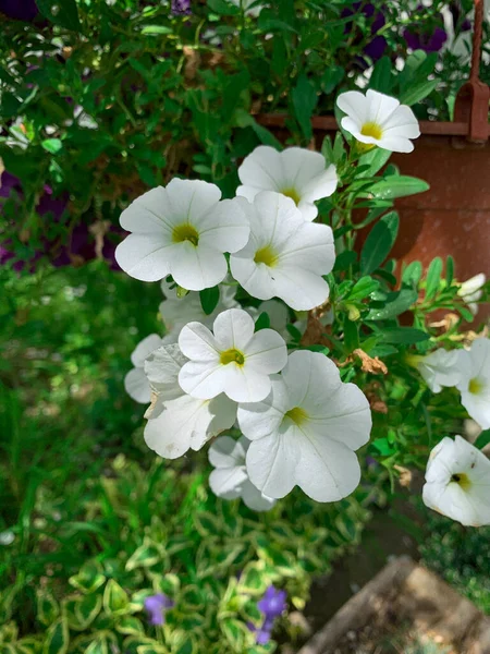 Cerrar Grandes Flores Petunia Blanca Jardín Verano — Foto de Stock