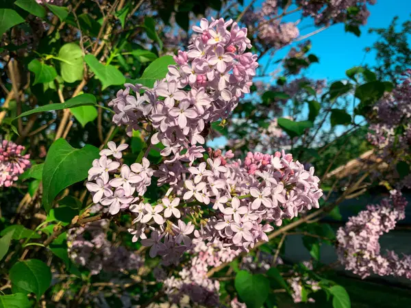 Blooming Pink Lilac Flowers Lilac Tree Branch Illuminated Sun — Stockfoto