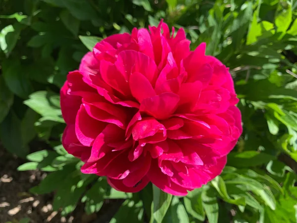 Çiçekli kırmızı şakayık çiçeği, yaygın şakayık ve Avrupa şakayığı olarak da bilinir..