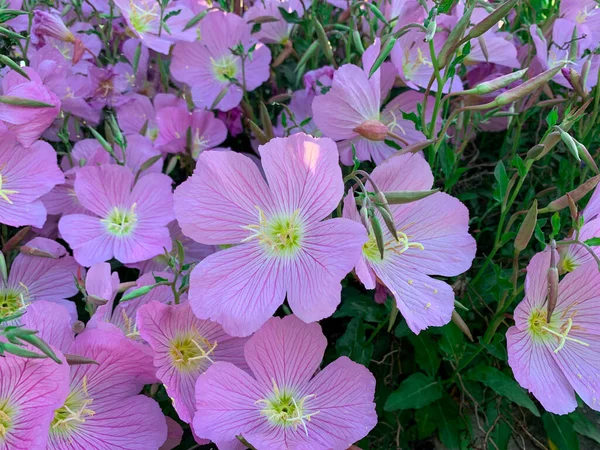 Pembe çuha çiçeğini kapat. Pinkleyler çiçek açıyor, Oenothera speciosa olarak da bilinir..