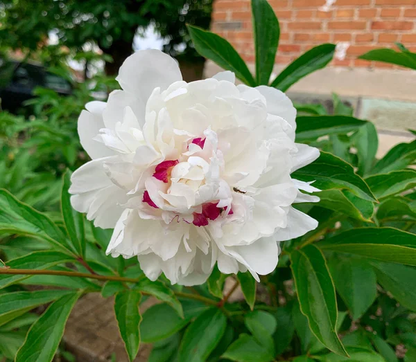 Yaz bahçesinde çiçek açan beyaz Çin şakayığı. Paeonia laktiflora 'yı kapatın..