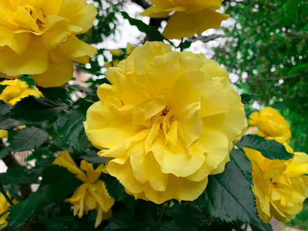 Blommande Gula Rosor Vårträdgård — Stockfoto