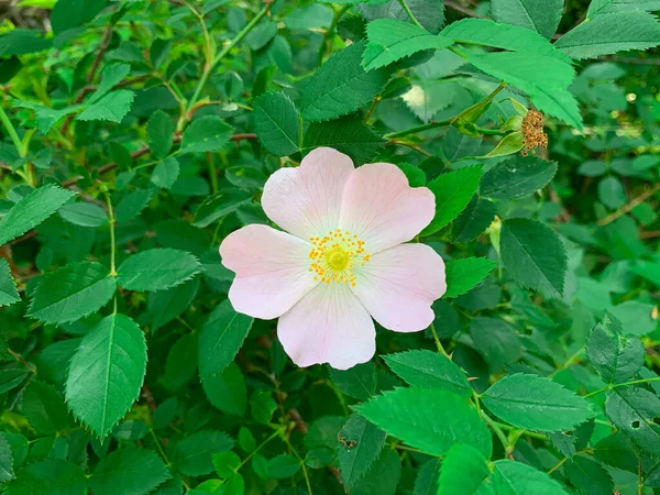Bahar çiçeğinin yabani gülü. Çiçekli beyaz gül kalçası. 