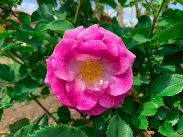 İzole edilmiş mor gül, aynı zamanda Old Red Damaske gülü, Lancaster 'ın kırmızı gülü ve çalılık gülleri olarak da bilinir.. 