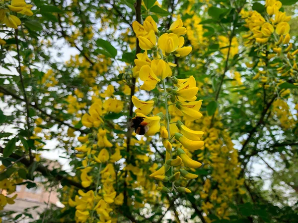 Bee Collecting Pollen Yellow Flowers Golden Rain Tree Also Known — Stock Photo, Image