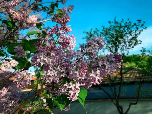 太陽から照らされたピンクの花が咲くライラックの木の枝 — ストック写真
