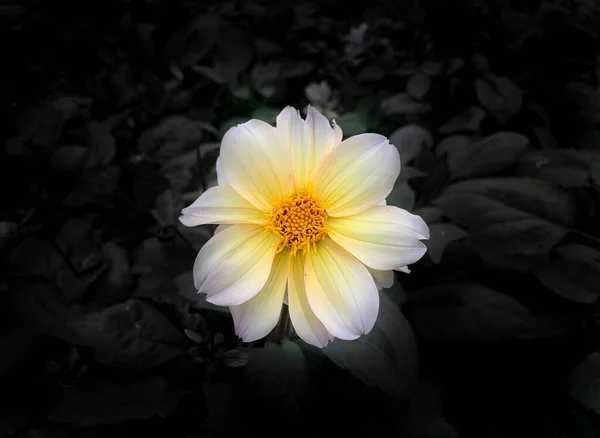 Close Isolated Bright Yellow Garden Dahlia — Stock Photo, Image