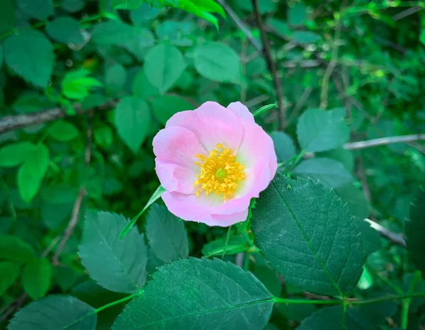 Zamknij Kwiat Dzikiej Róży Biała Róża Biodra Wczesnym Latem — Zdjęcie stockowe
