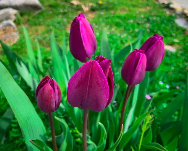 Purple Tulips Spring Garden Tulip Flowers Wallpaper — Stock Photo, Image