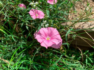 Blooming purple flowers also known as Convolvulus, Bindweed, Dwarf morning glory, Pink convolvulus and Southern Bindweed.