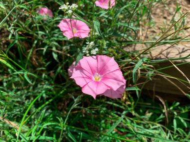 Blooming purple flowers also known as Convolvulus, Bindweed, Dwarf morning glory, Pink convolvulus and Southern Bindweed. clipart