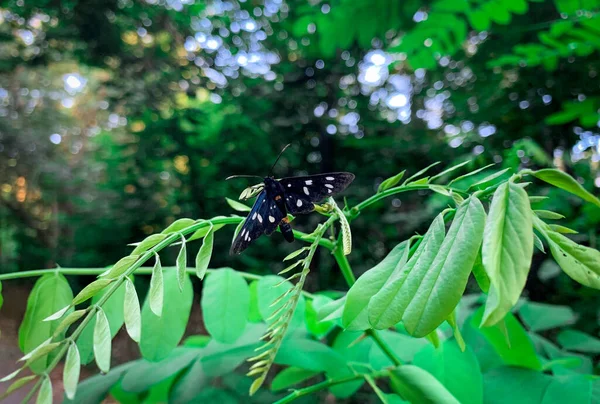 Macro shoot of Tiger moths also known as Amata fortunei in early spring forest.