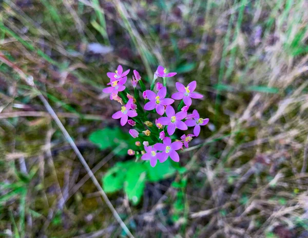 Blooming Flowers European Centaury Herb Also Known Common Centaury Bitter — ストック写真