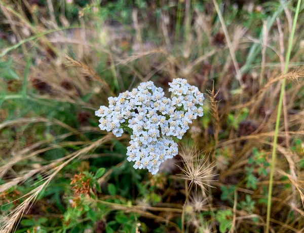 Close up white flowers of common yarrow also known as Western Yarrow, Thousand-Leaf, Thousand-Seal, Nosebleed plant, Old man\'s pepper, Devil\'s nettle, Soldier\'s woundwort, Bloodwort, Milfoil, Gordaldo