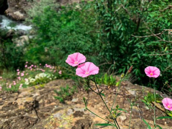 Mountain Creeping Plant Blooming Purple Flowers Also Known Convolvulus Bindweed — ストック写真