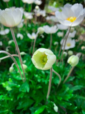 Close up blooming Anemone flower bud. Snowdrop anemone flower in bloom also know as Windflowers, Snowdrop windflower and Anemone sylvestris.