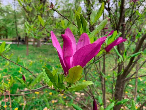 Blooming pink flowers of magnolia also known as Purple Magnolia,  Red magnolia, Japanese magnolia and Woody orchid.