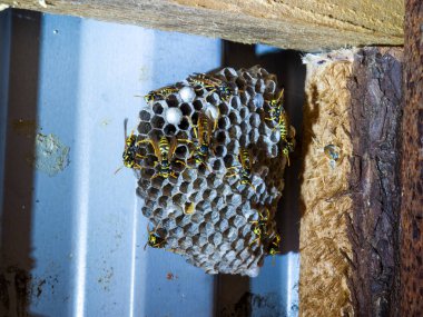 Eşek arıları ve larvalarla dolu düz bir arı kovanına yakın çekim